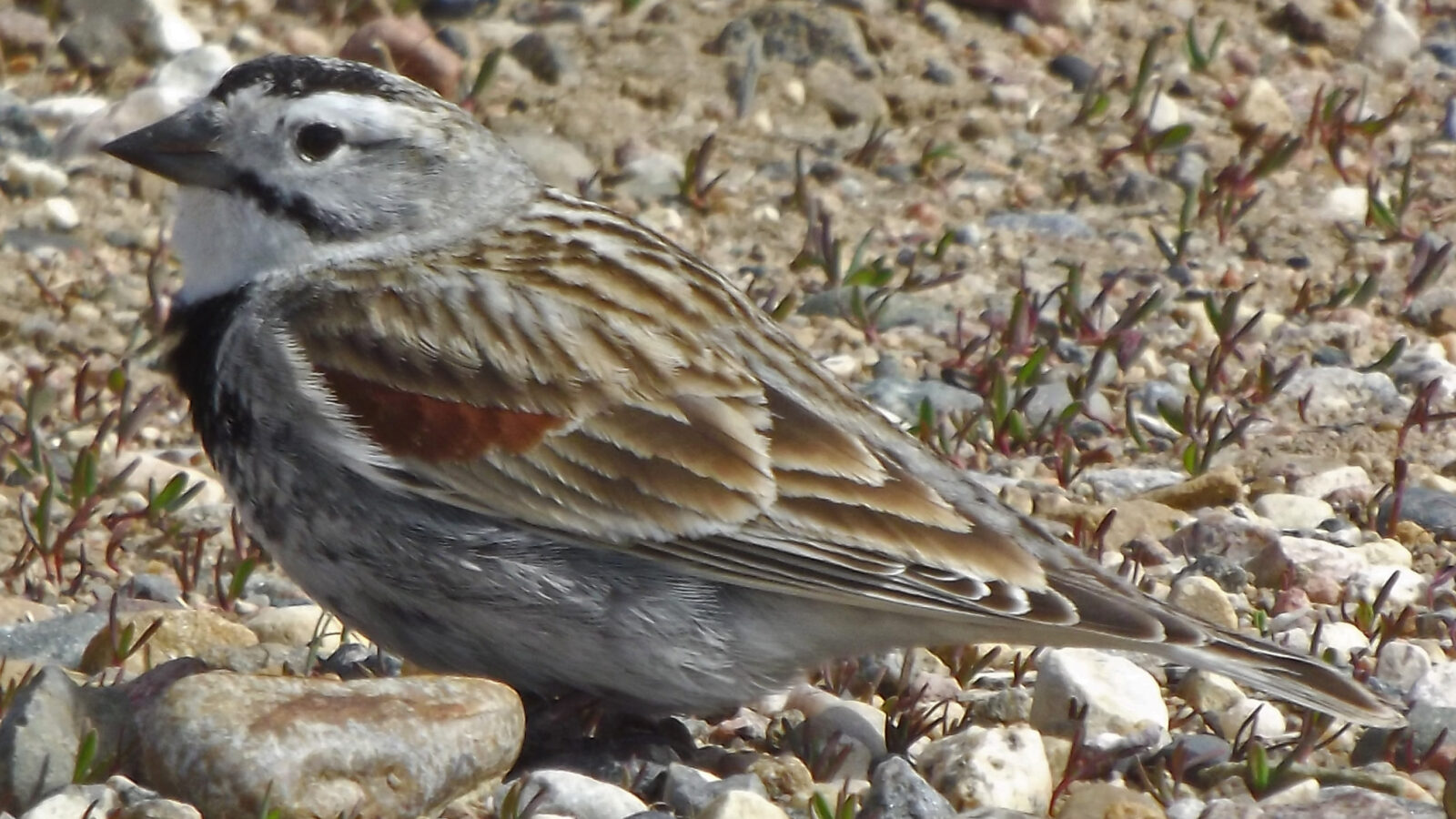 Thick-billed Longspur