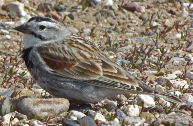 Thick-billed Longspur