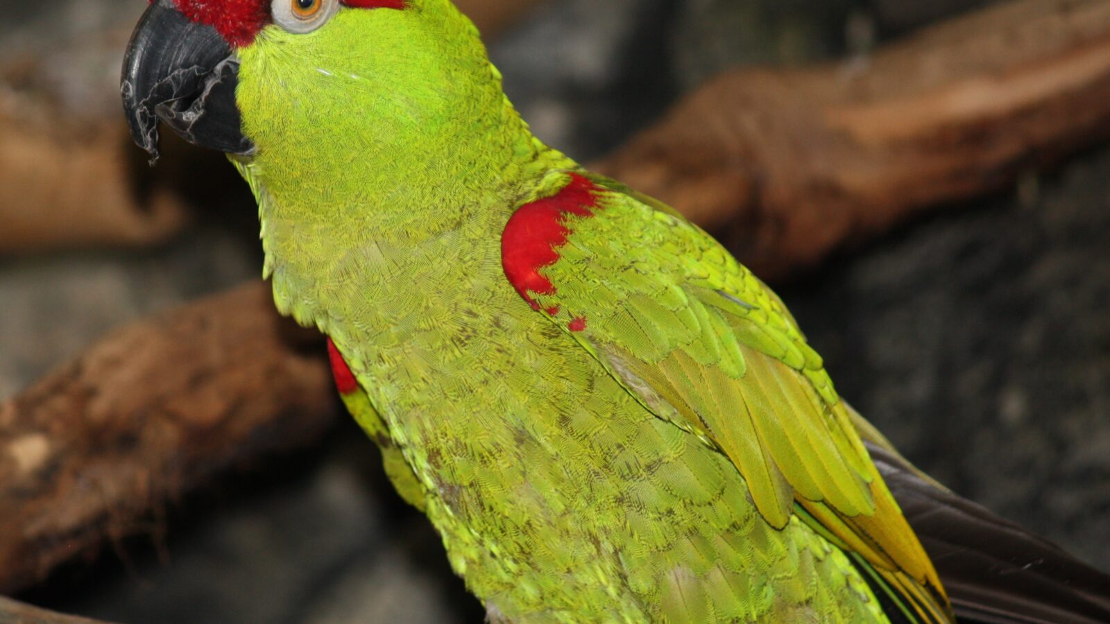 Thick-billed Parrot
