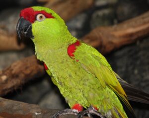 Thick-billed Parrot
