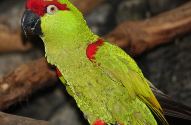 Thick-billed Parrot