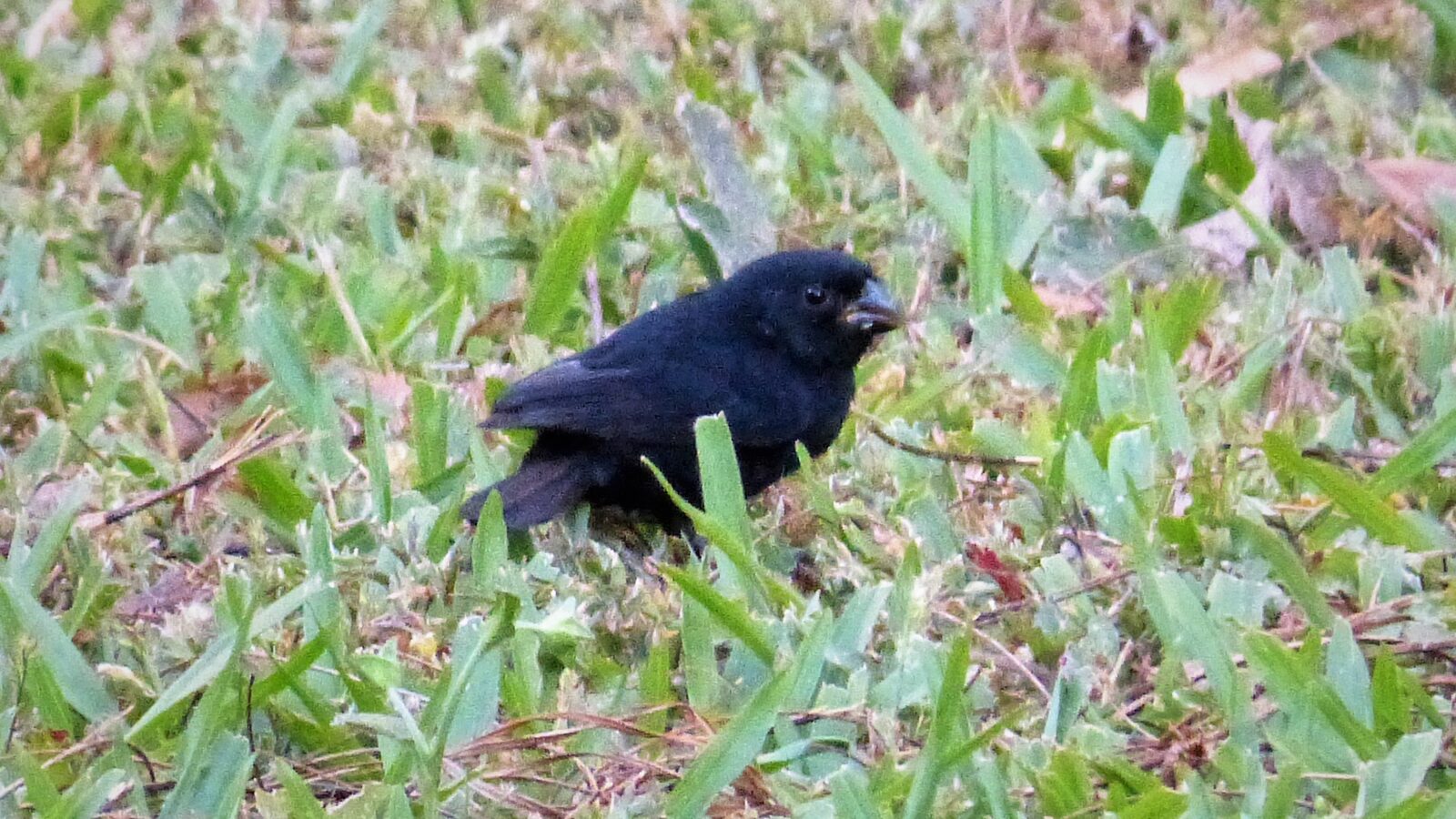 Thick-billed Seed Finch