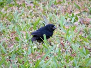 Thick-billed Seed Finch
