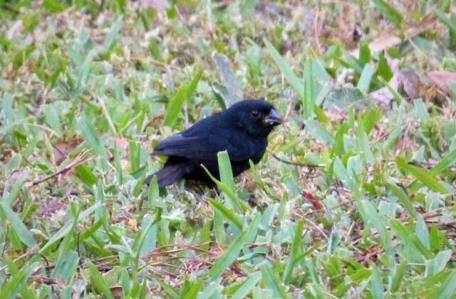 Thick-billed Seed Finch