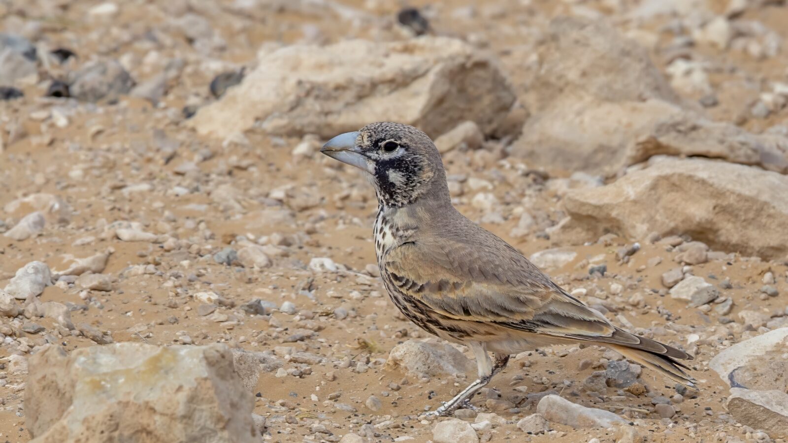 Thick-billed Lark