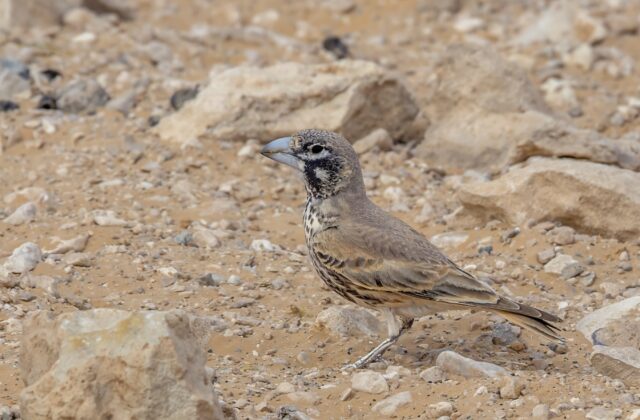 Thick-billed Lark