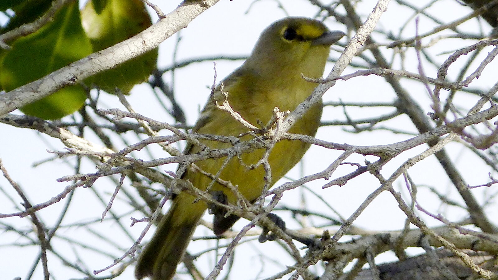 Thick-billed Vireo