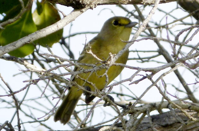 Thick-billed Vireo