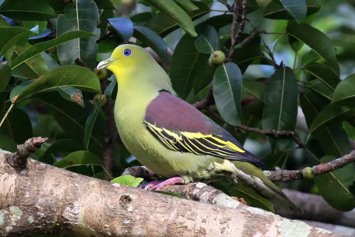 Sri Lanka Green Pigeon