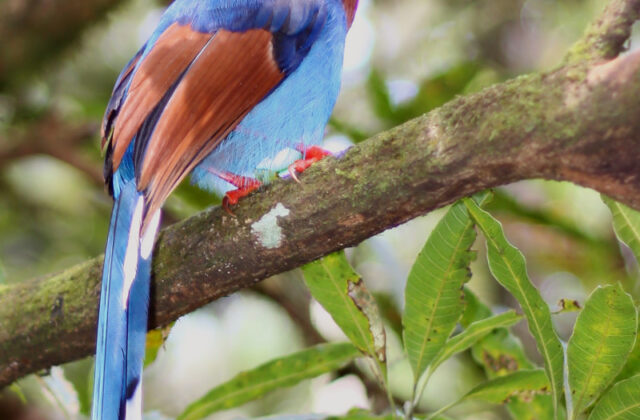 Sri Lanka Blue Magpie