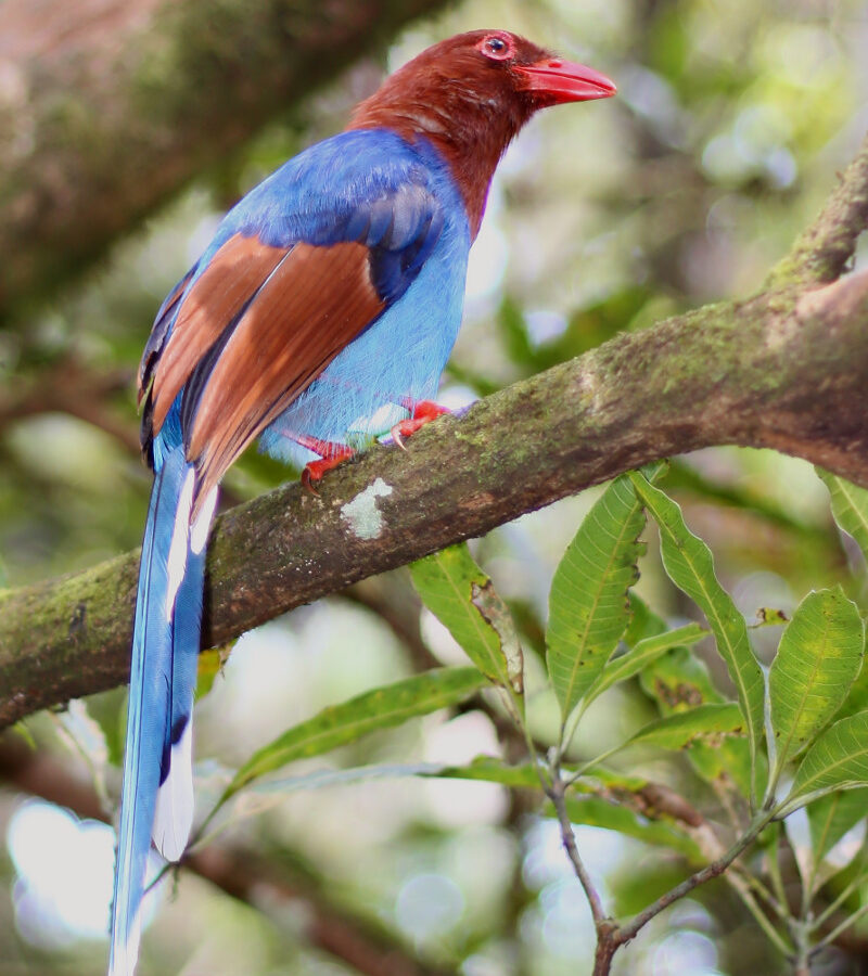 Sri Lanka Blue Magpie