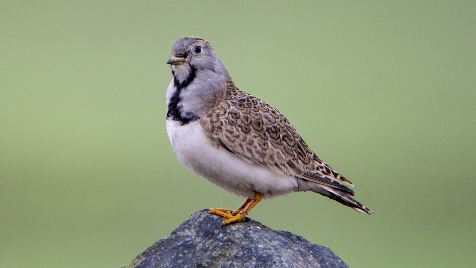 Least Seedsnipe