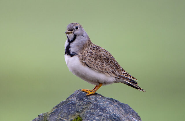 Least Seedsnipe