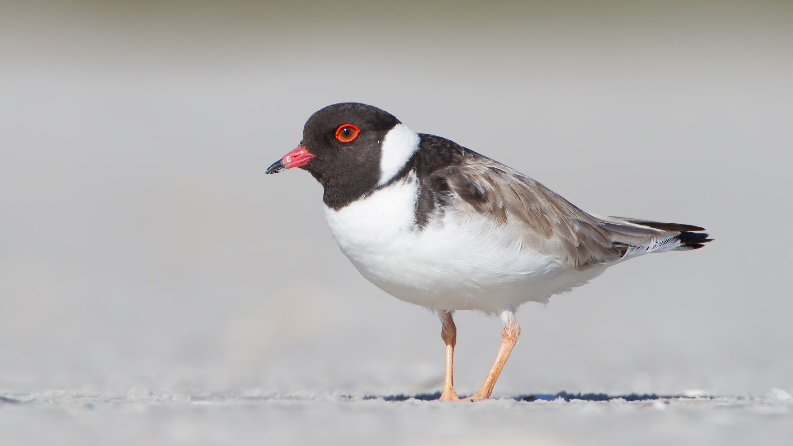 Hooded Plover