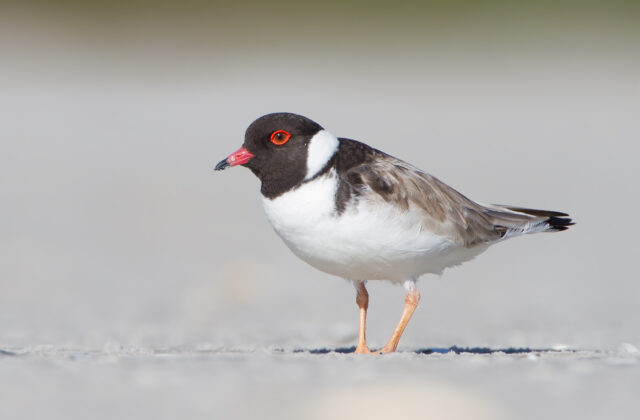 Hooded Plover