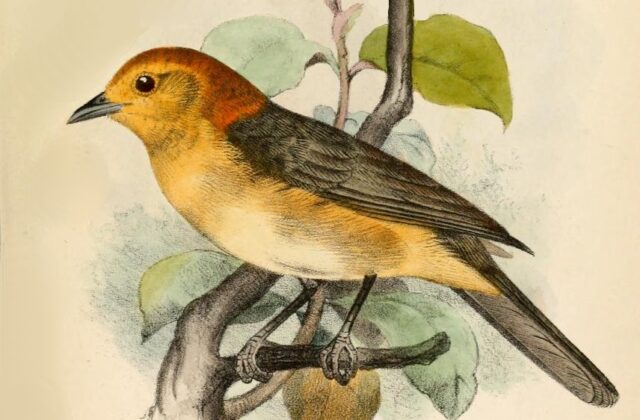 Buff-bellied Tanager