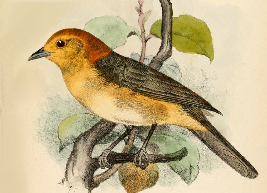 Buff-bellied Tanager