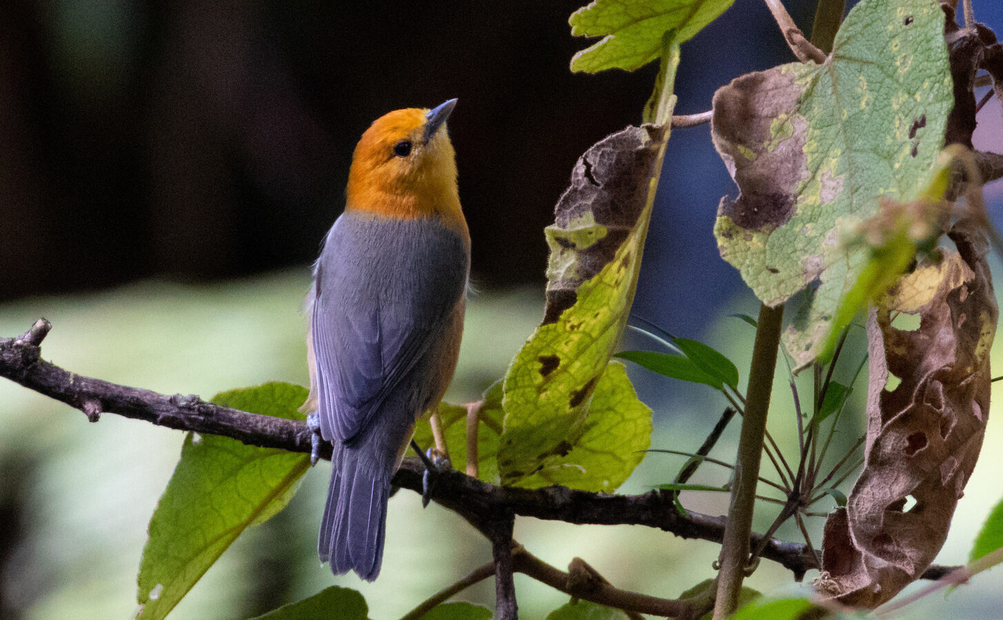 Rufous-chested Tanager