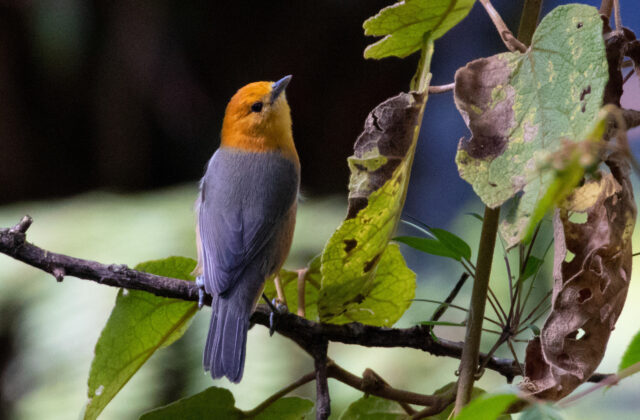Rufous-chested Tanager