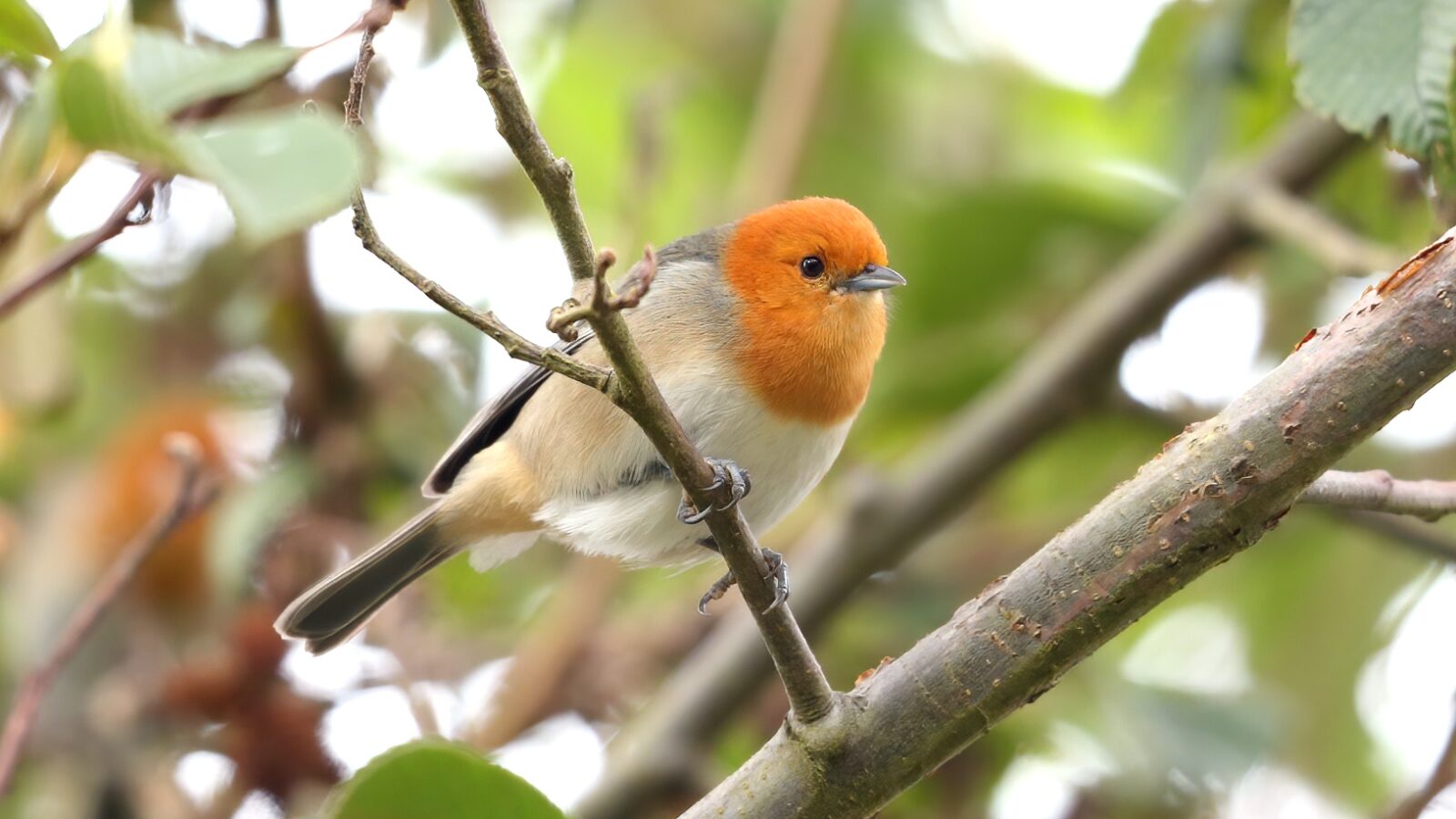 Brown-flanked Tanager