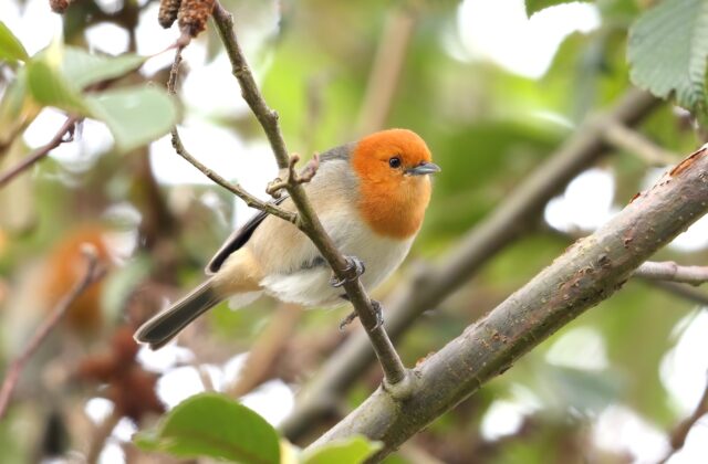 Brown-flanked Tanager