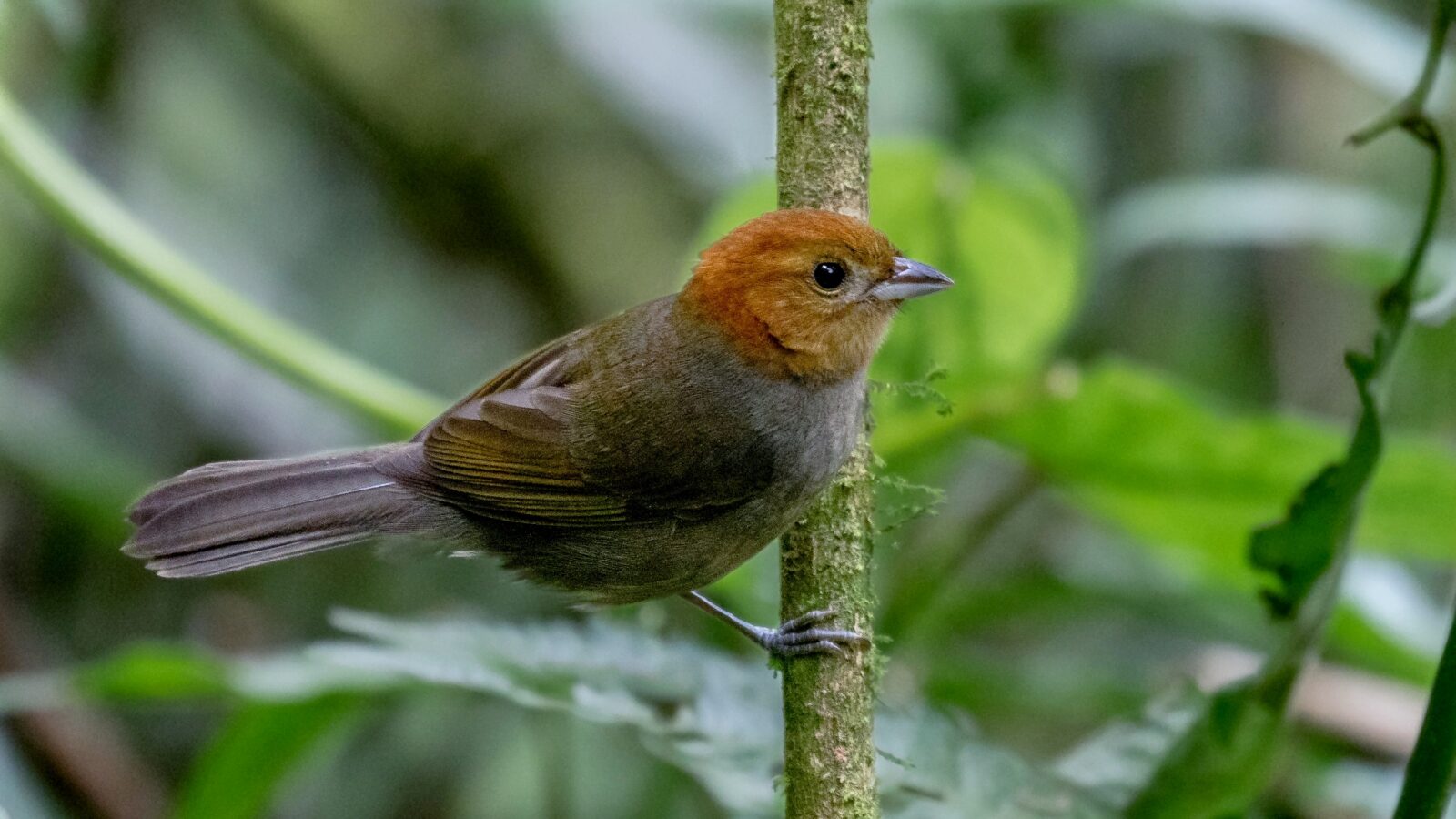 Chestnut-headed Tanager