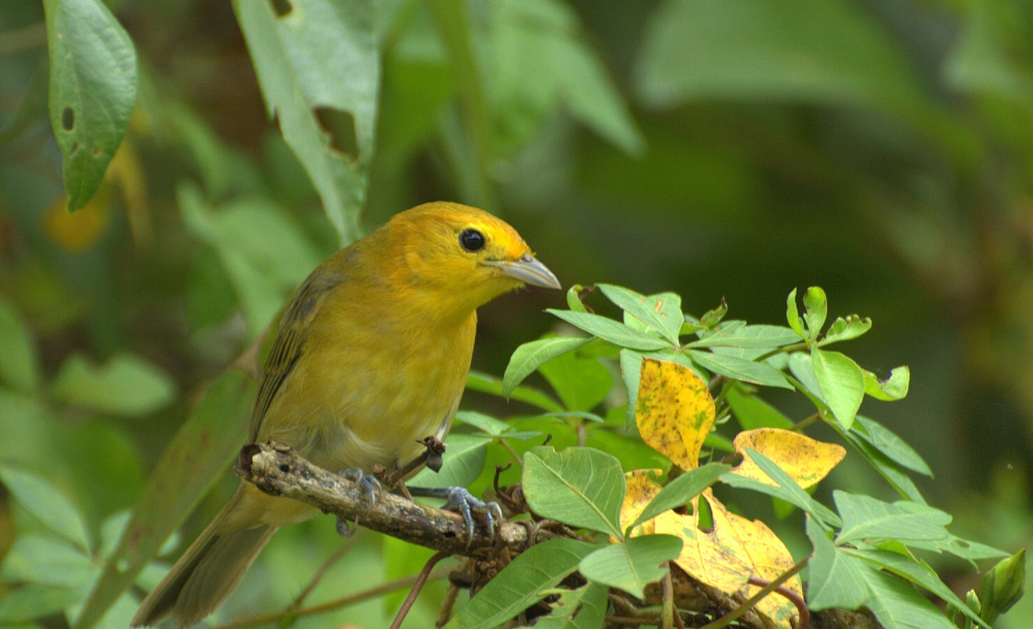 Orange-headed Tanager