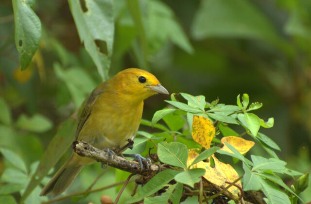 Orange-headed Tanager