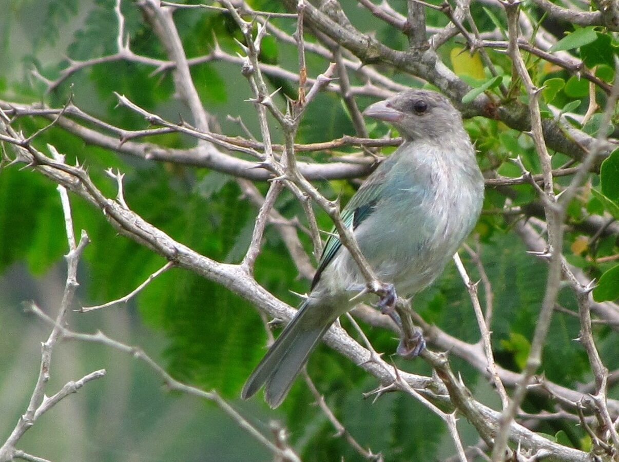 Glaucous Tanager