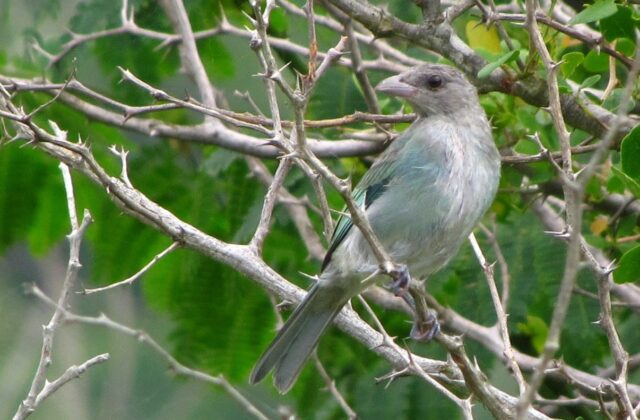 Glaucous Tanager