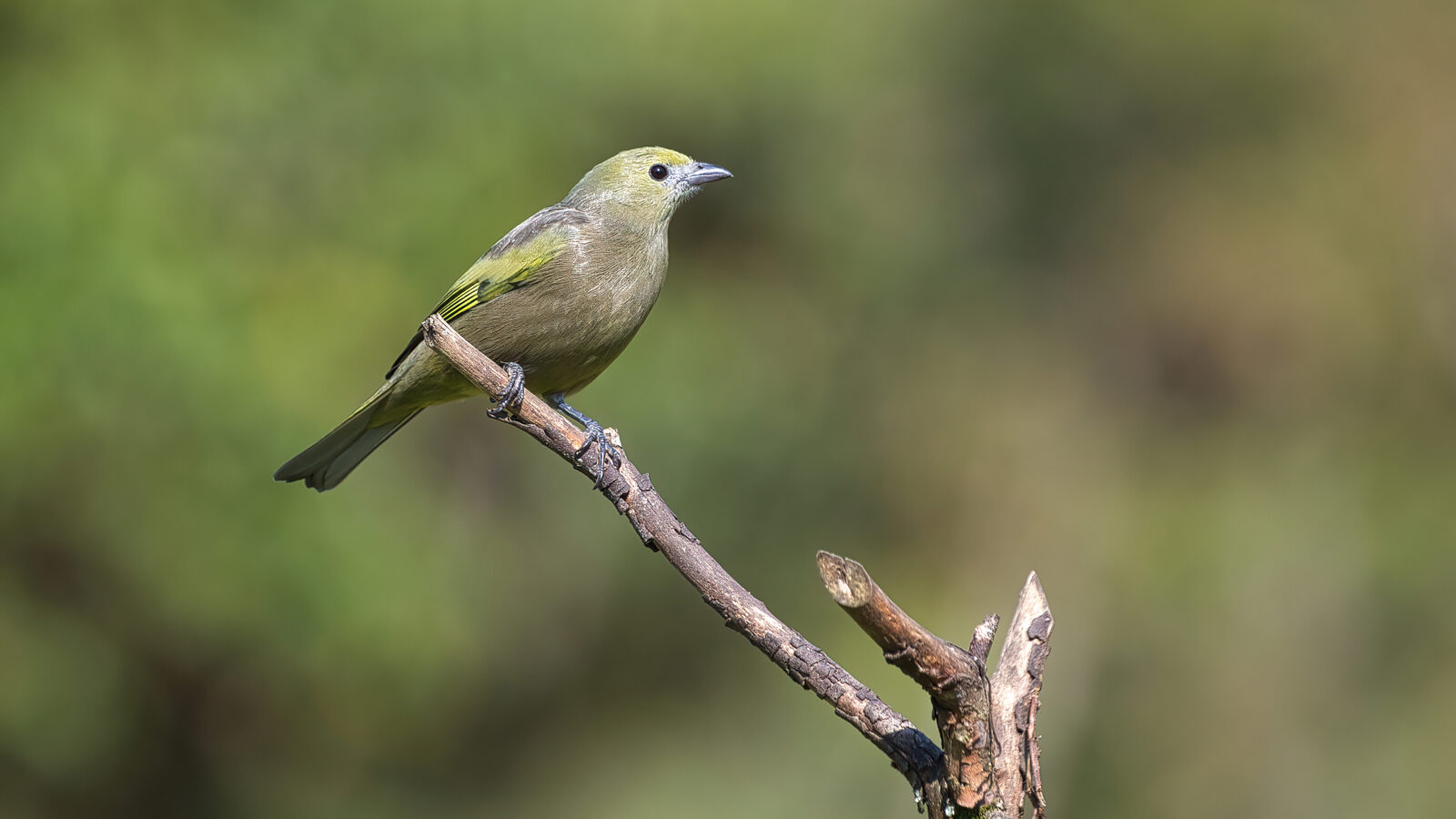 Palm Tanager