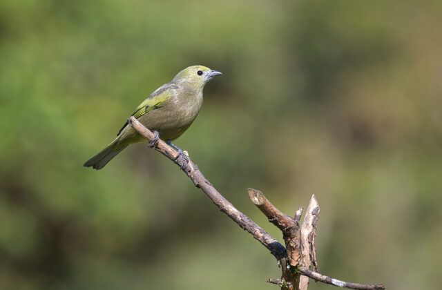Palm Tanager