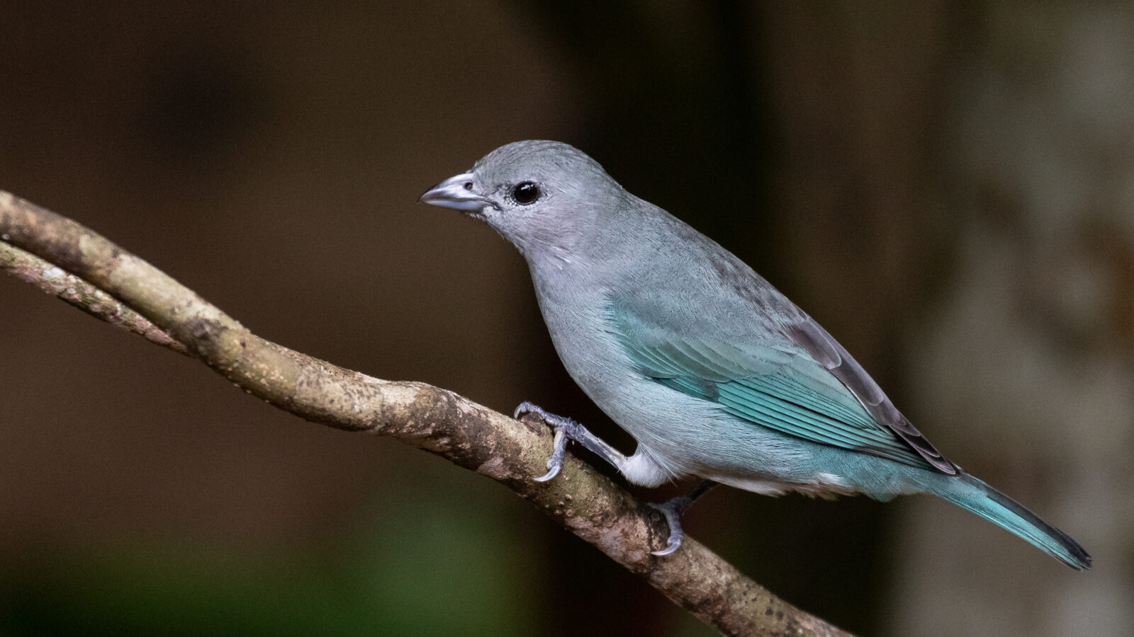 Sayaca Tanager