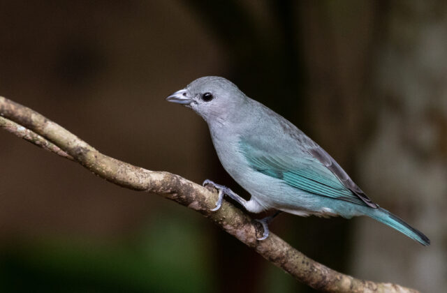 Sayaca Tanager