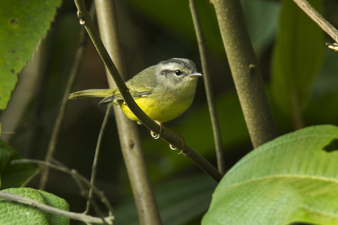 Three-banded Warbler