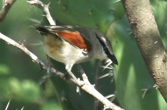 Three-streaked Tchagra