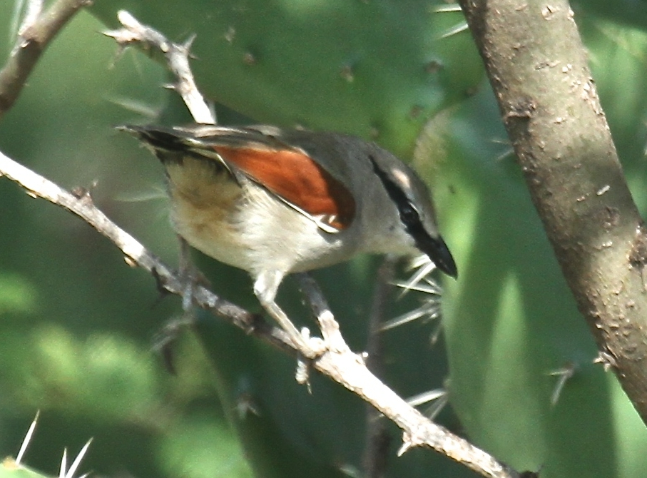 Three-streaked Tchagra
