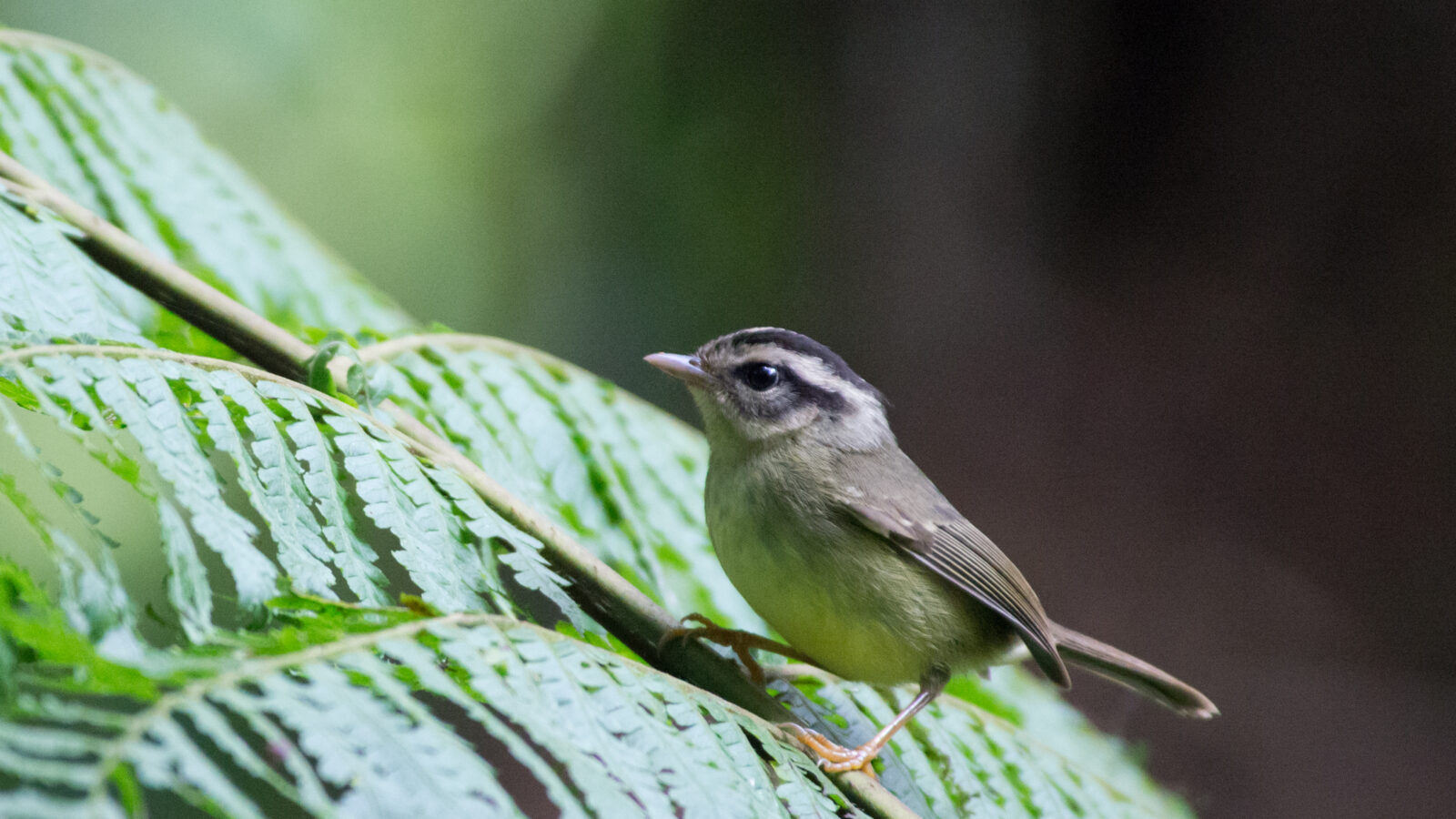 Black-eared Warbler