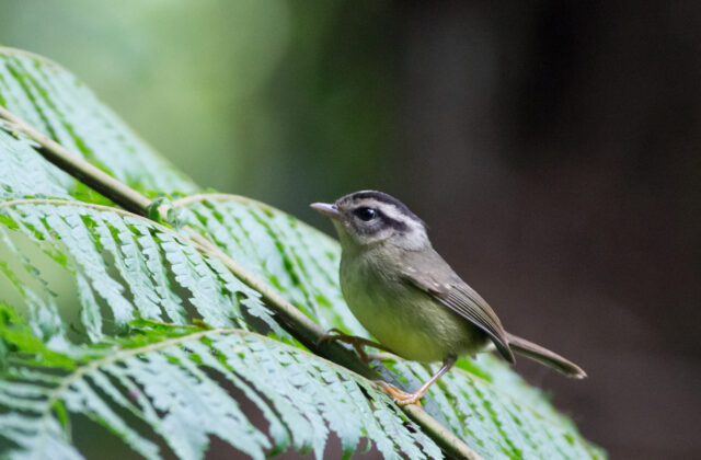 Black-eared Warbler