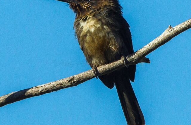 Three-toed Jacamar