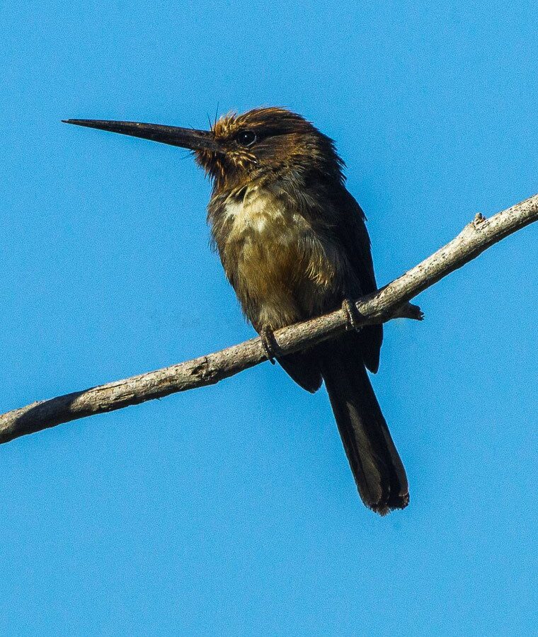 Three-toed Jacamar