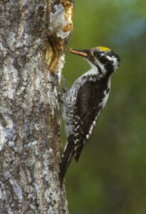 Eurasian Three-toed Woodpecker
