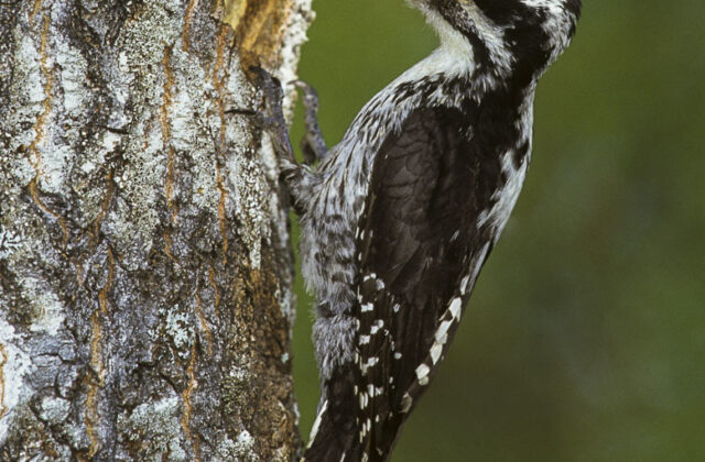 Eurasian Three-toed Woodpecker