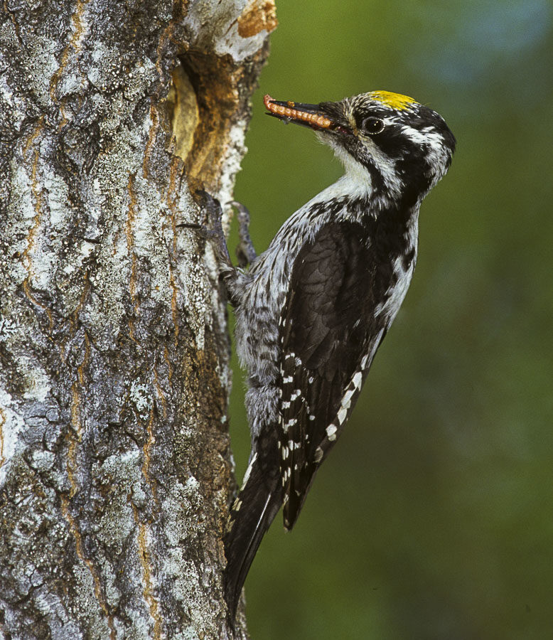 Eurasian Three-toed Woodpecker