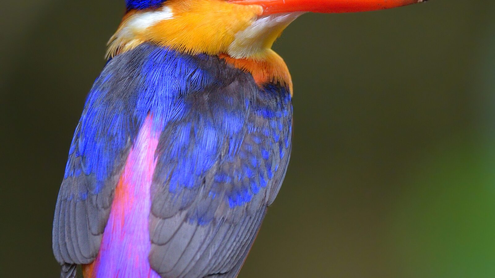 Black-backed Dwarf Kingfisher