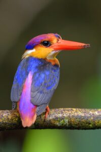 Black-backed Dwarf Kingfisher