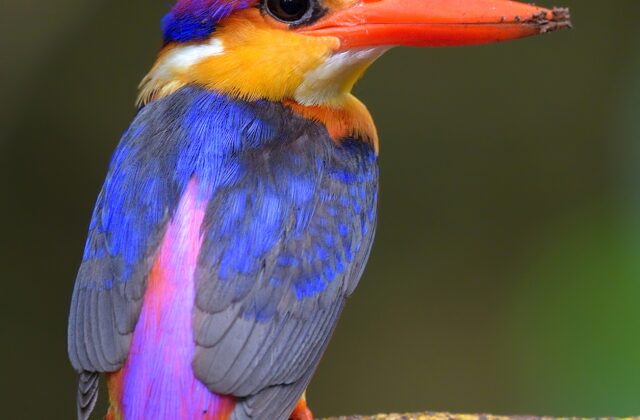 Black-backed Dwarf Kingfisher