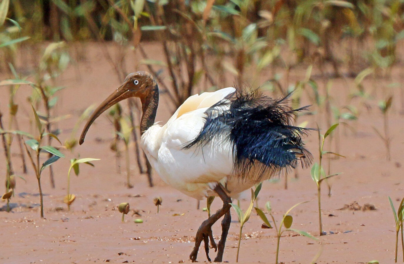 Malagasy Sacred Ibis