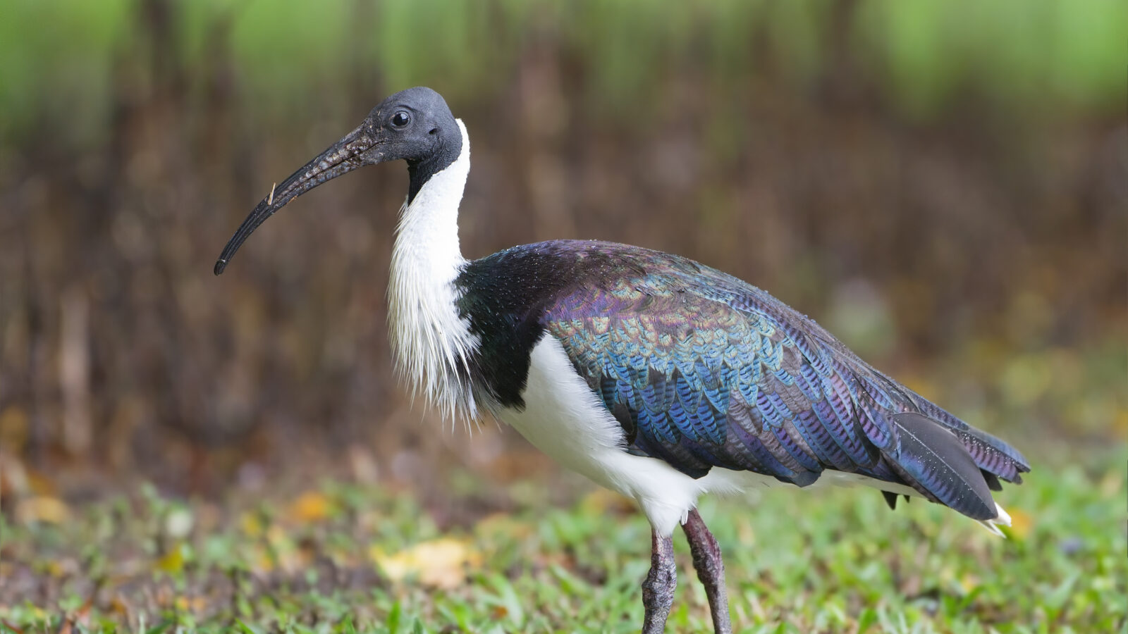Straw-necked Ibis