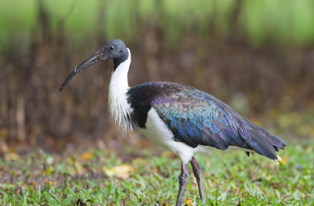 Straw-necked Ibis